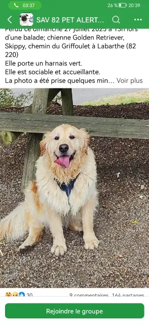 chienne lost   82220 Labarthe Skippy