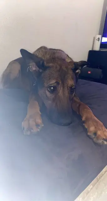 chienne lost   82700 Montech Sky