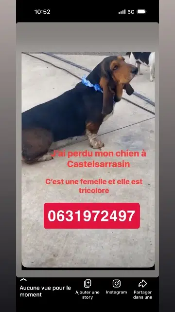 chienne lost   82100 Labastide-du-Temple Tamara