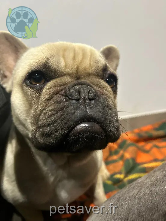 teef vermist Chemin de Marcette 82440 Réalville Tia teef lost Chemin de Marcette 82440 Réalville Tia