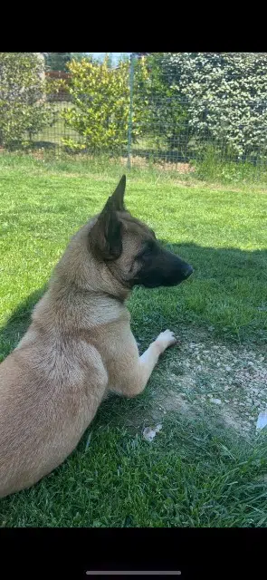 chienne lost   82000 Montauban Tina