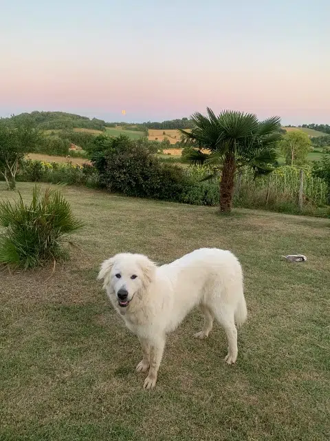 chienne lost   82130 Lafrançaise Vega