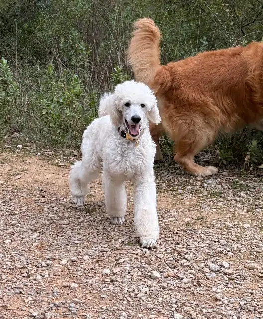 chienne lost   83340 Flassans-sur-Issole Alix