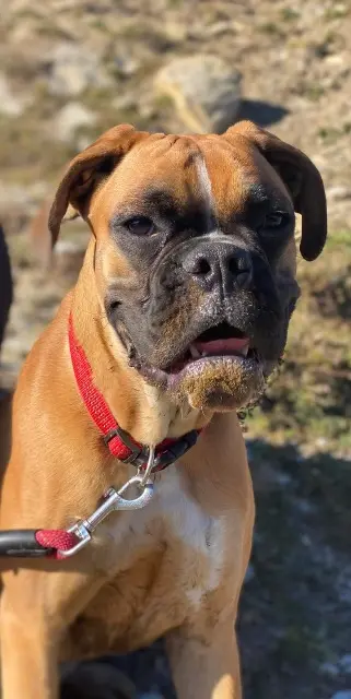 chienne lost   83110 Sanary-sur-Mer Altesse