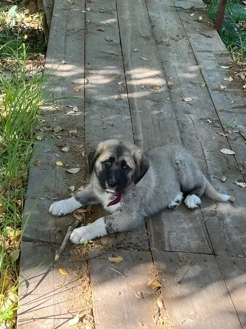 chienne lost   83310 La Môle Aria