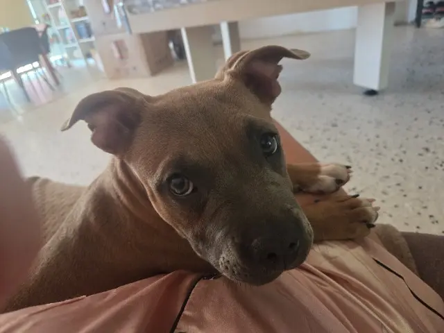 chienne lost   83136 Forcalqueiret Aria