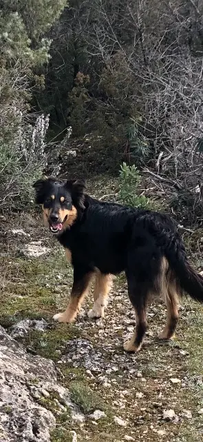 chienne lost   83560 Rians Bonnie