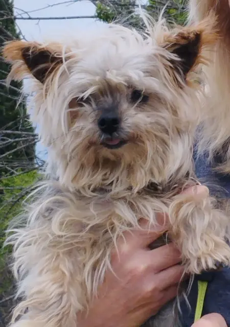 chienne lost   83570 Entrecasteaux Eady