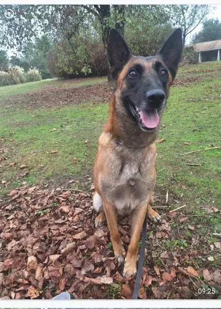 chienne lost    Roquebrune-sur-Argens Fudji