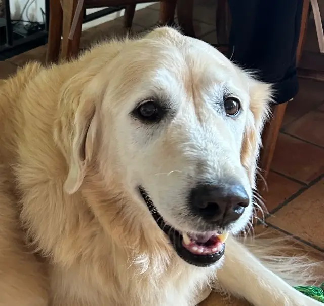 chienne lost   83330 Le Beausset Galak