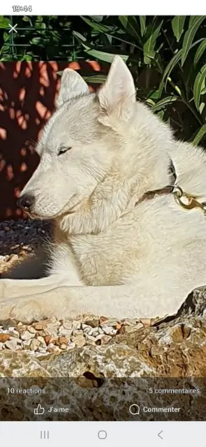 chienne lost   83390 Puget-Ville Hanae