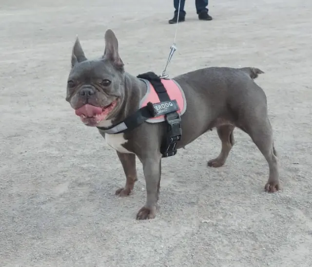 chienne lost   83460 Taradeau Jessie