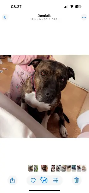 chienne lost   83260 La Crau Layka