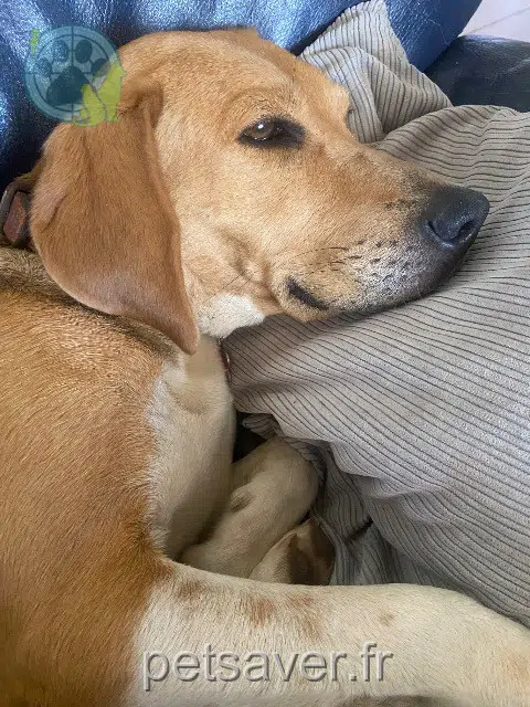 dog lost   83340 Le Luc Rubis