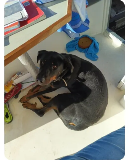 cadela perdida 83980 Le Lavandou Letty cadela lost 83980 Le Lavandou Letty