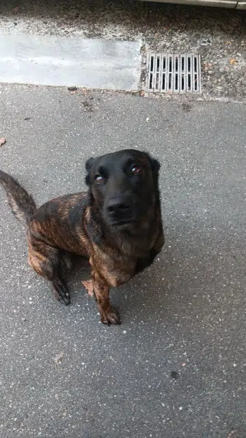 chienne lost    Roquebrune-sur-Argens Lixy