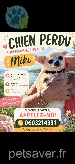 chienne lost   83140 Six-Fours-les-Plages Miki