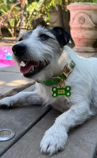 chienne lost   83400 Hyères Minnie