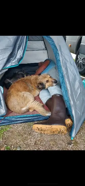 chienne lost   83140 Six-Fours-les-Plages Mouna