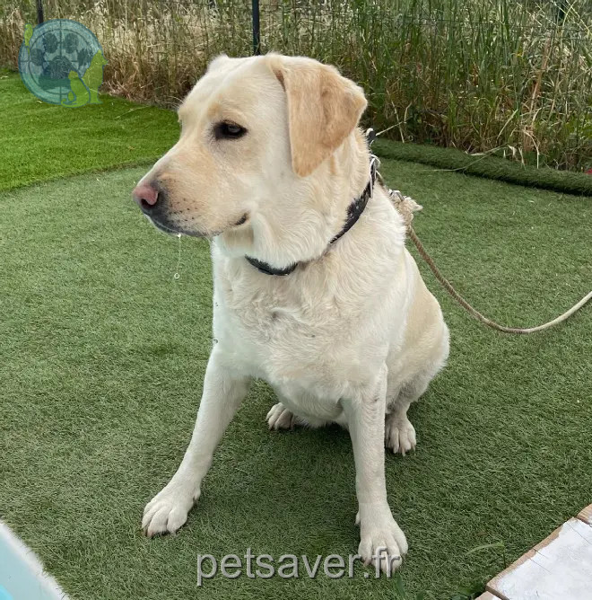Chienne Perdue 83 Var - Nala Chienne Perdue 83 Var - Nala