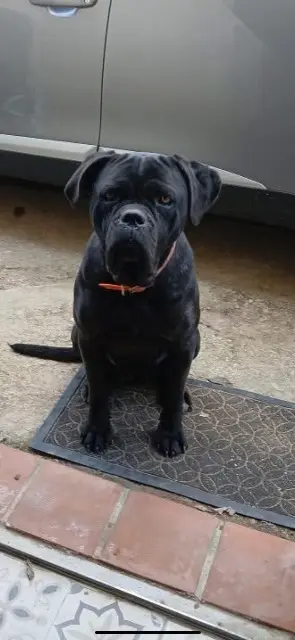 chienne lost   83170 La Celle Nina