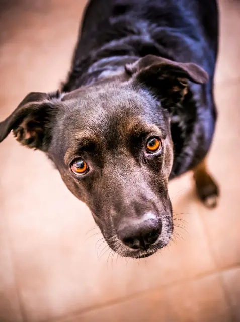 chienne lost   83390 Pierrefeu-du-Var Pépita