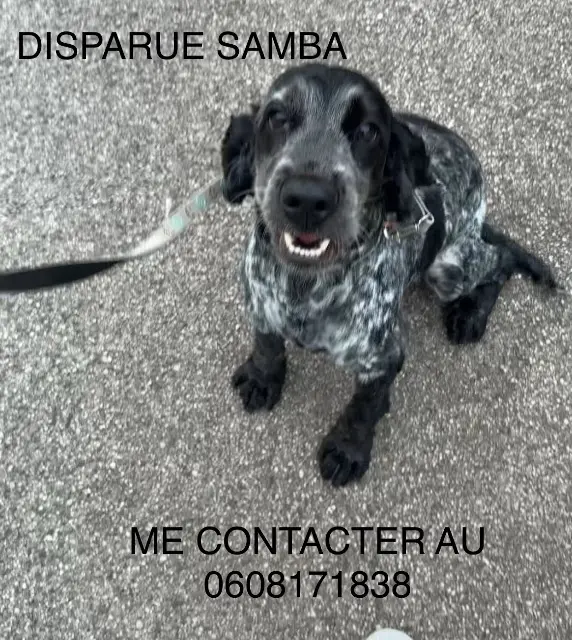 chienne lost   83390 Cuers Samba