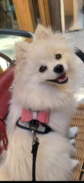 chienne lost   83400 Hyères Santa