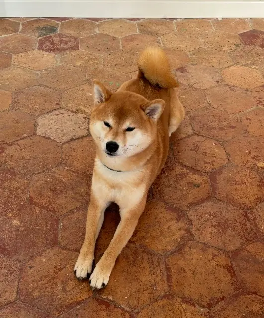 chienne lost   83320 Carqueiranne Solé