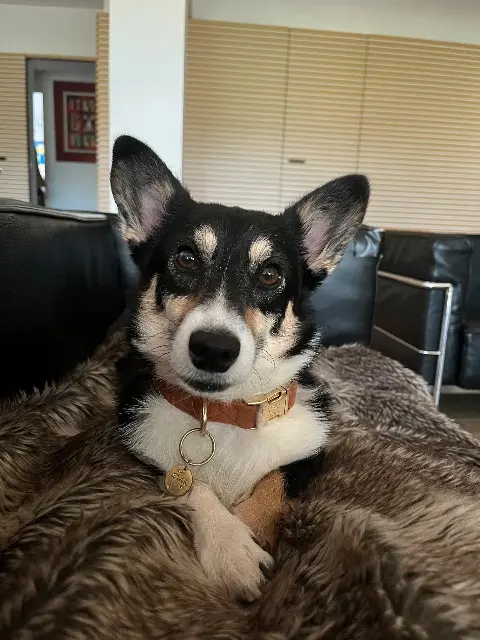 teef lost   83570 Carcès Star