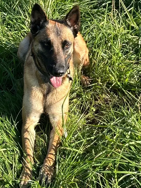 chienne lost   83460 Les Arcs Suzi