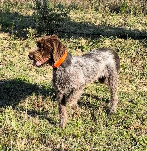chienne lost   83740 La Cadière-d'Azur Targa