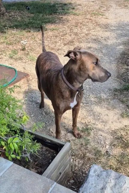 chienne lost   83780 Flayosc Taya