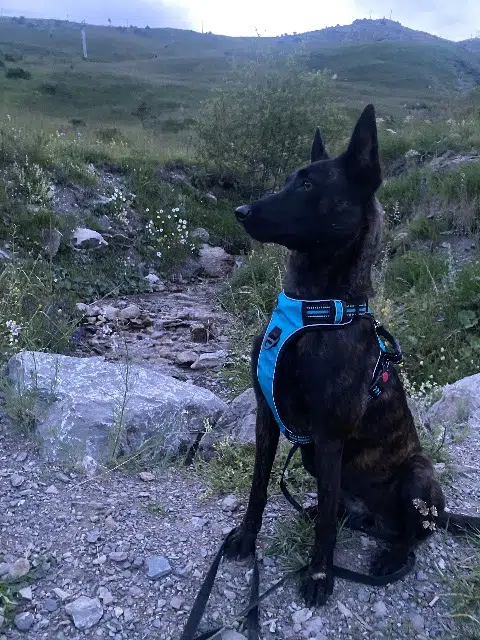 chienne lost   83149 Bras Teka