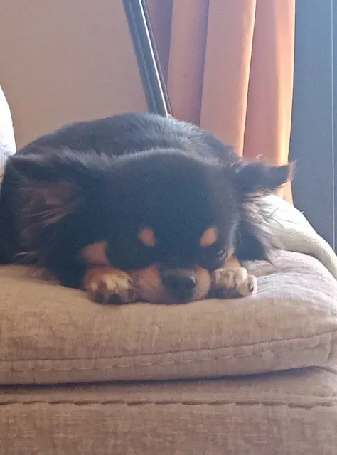 chienne lost    Toulon Undiz