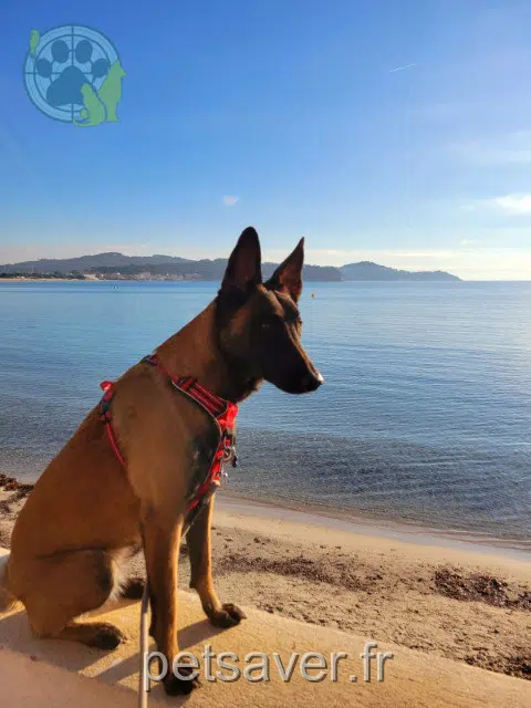 chienne lost    Toulon Youna