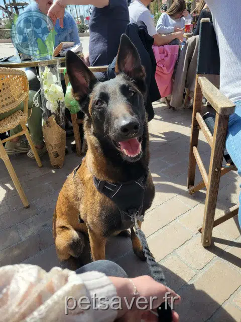 chienne lost    Toulon Youna