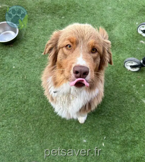 chienne lost   83330 Le Beausset Ulya