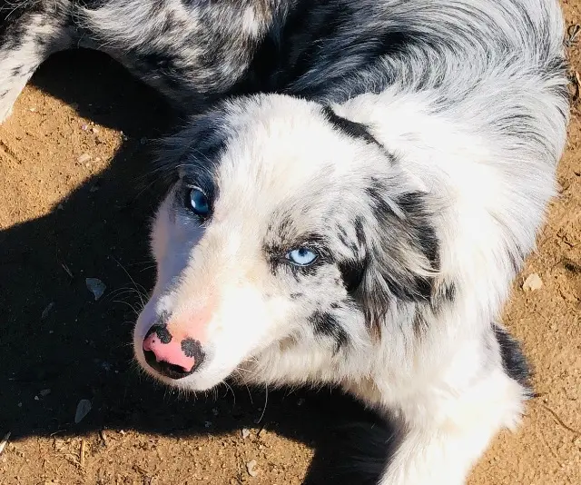 chienne lost   83480 Puget-sur-Argens Umma