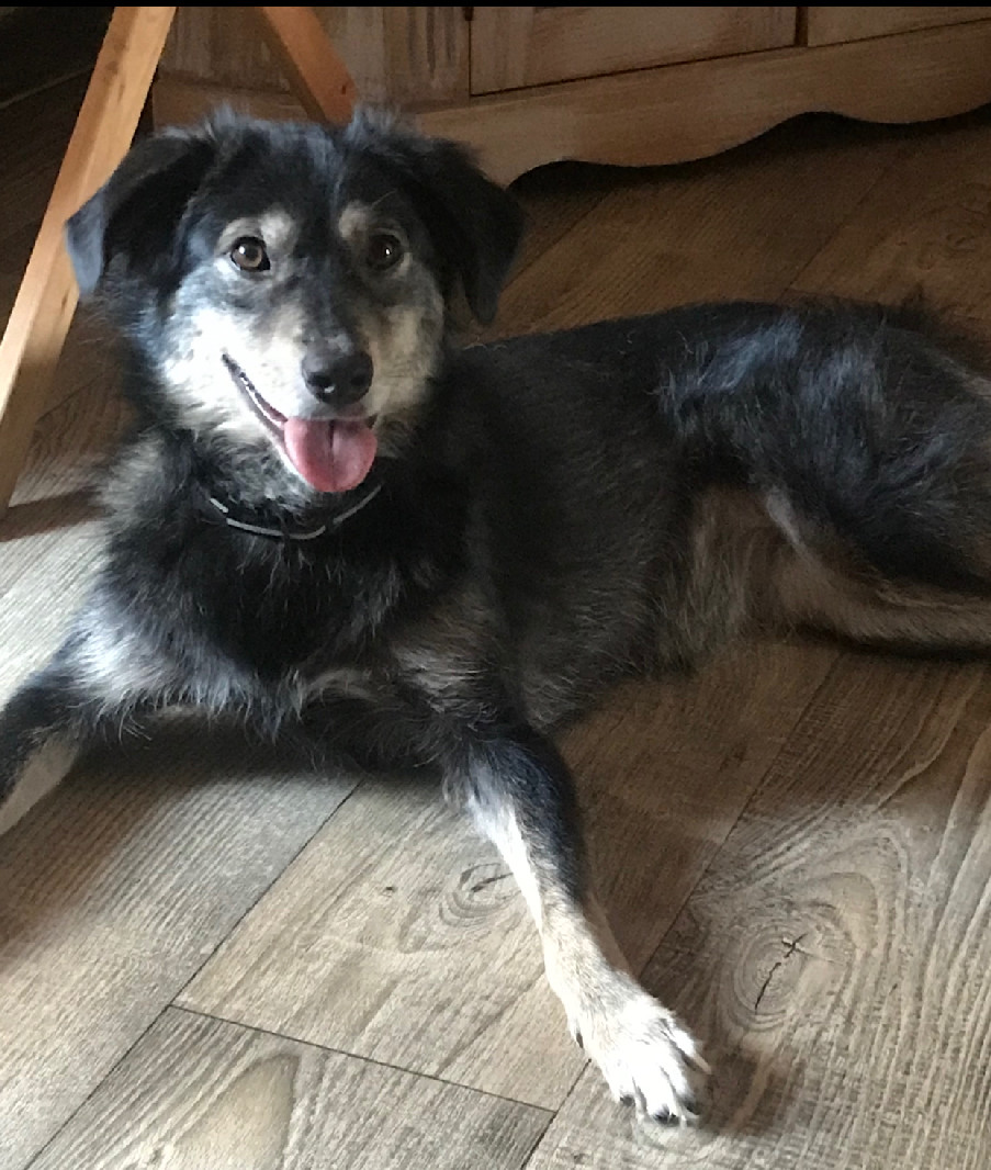 Chienne Perdue 83 Var Chienne Perdue 83 Var