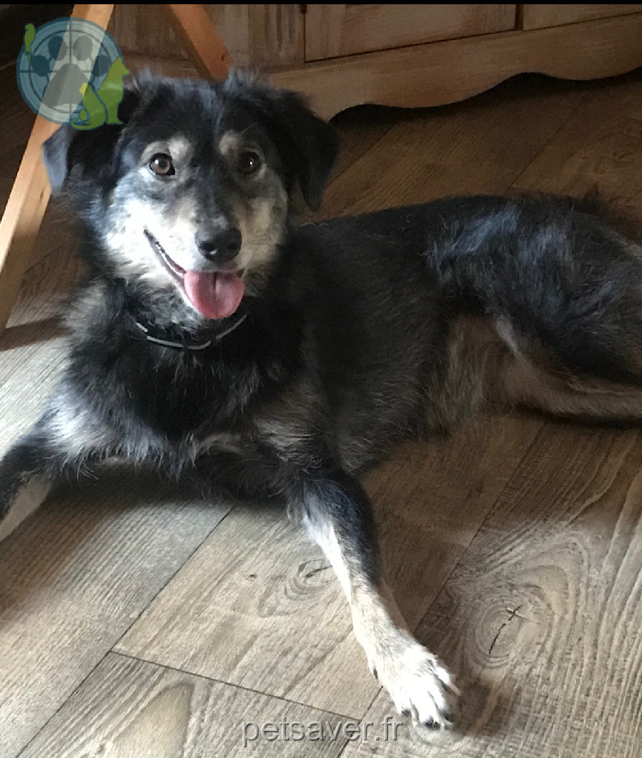 Chienne Perdue 83 Var Chienne Perdue 83 Var