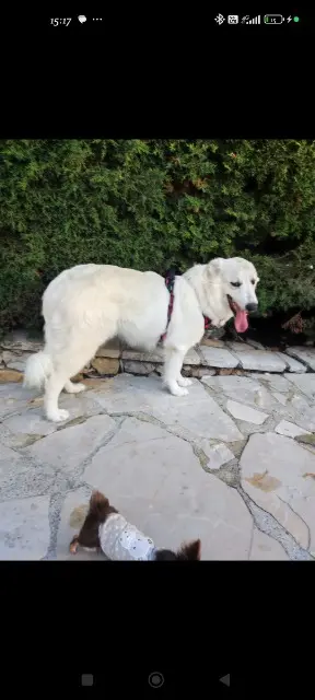 chienne lost   83570 Cotignac Vanille