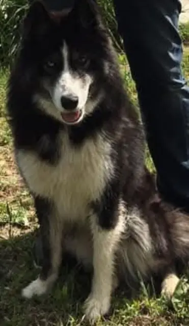 chienne perdue 83160 La Valette-du-Var Yuna chienne lost 83160 La Valette-du-Var Yuna