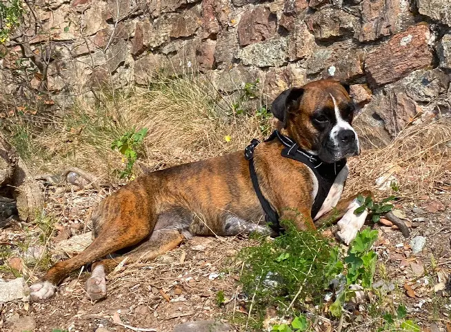 Chienne Perdue 83 Var Chienne Perdue 83 Var