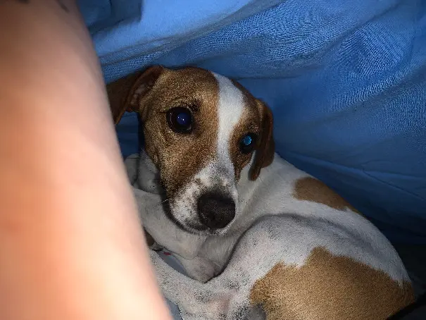 Chienne Perdue 84 Vaucluse Chienne Perdue 84 Vaucluse