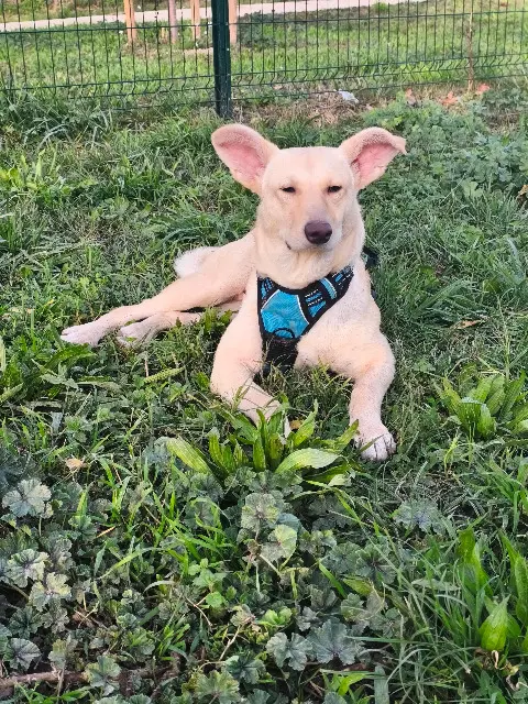 chienne lost   84550 Mornas Arkan