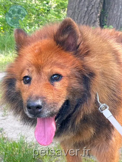 chienne lost   84000 Avignon Nana