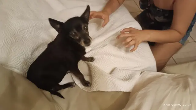 chienne lost   84210 Pernes-les-Fontaines Bella