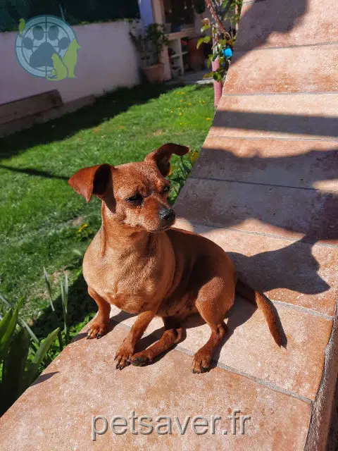 chienne lost   84120 Pertuis Chipie