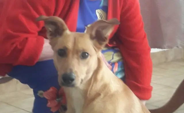 chienne lost   84310 Morières-lès-Avignon Comète